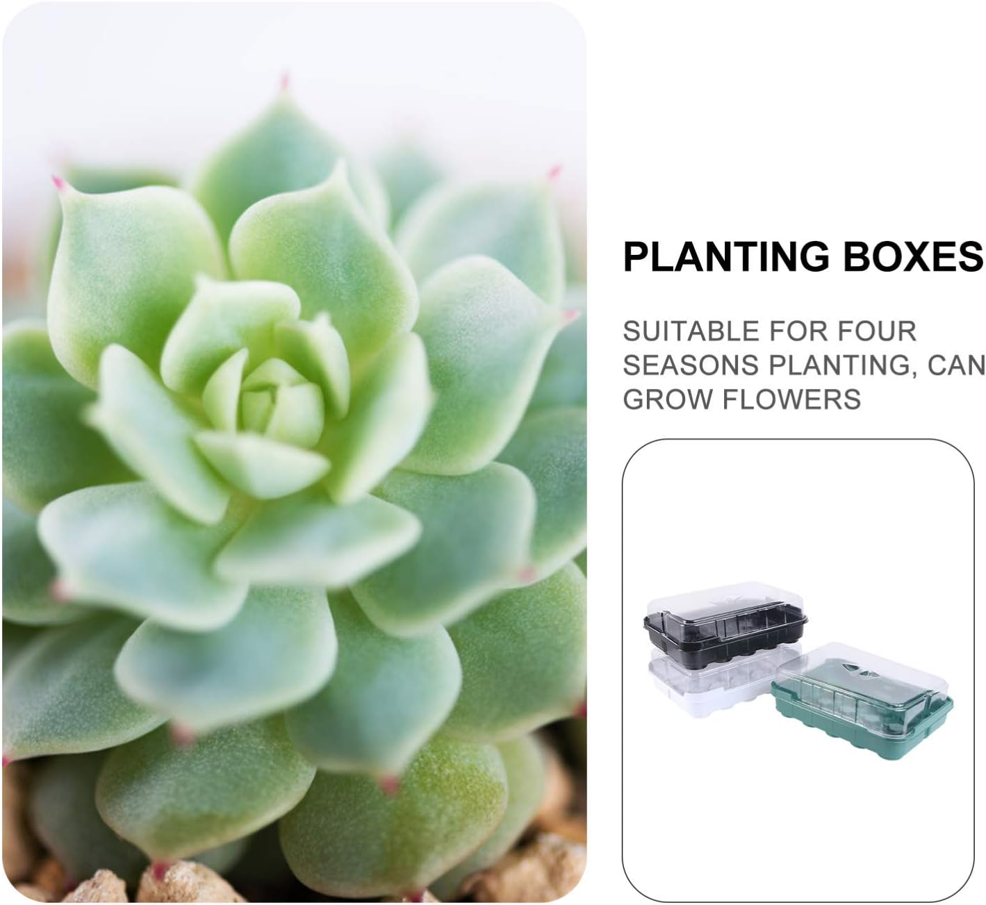 3 Sets Seedling Tray Hydroponic Grow Tray for Garden for Planting Seeds and Sprouting Kit image number 2