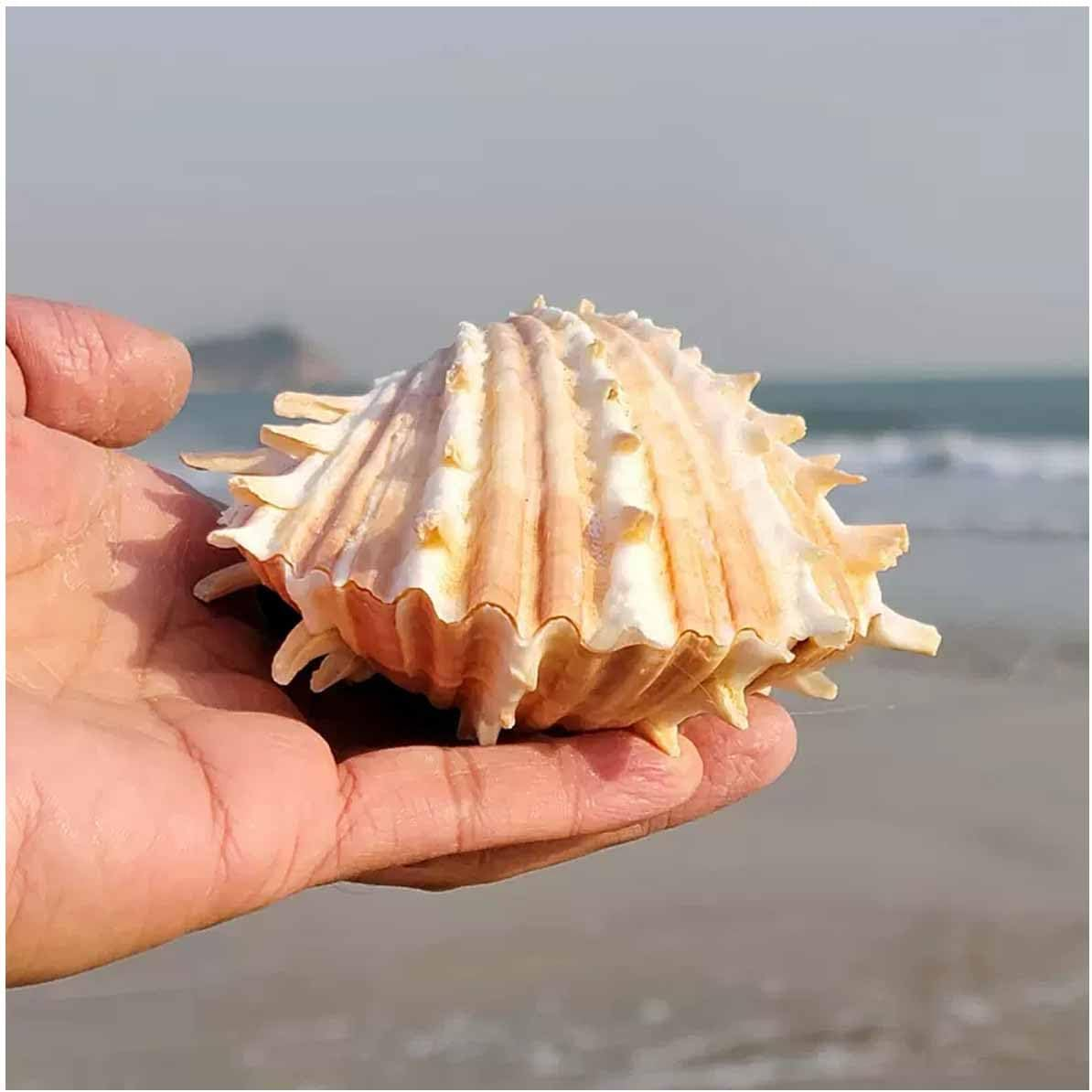 Shells,Conch Shell, Shells Natural Large Conch Shell 10-13Cm for Home Decorations,Diy Crafts(12~13Cm) image number 2
