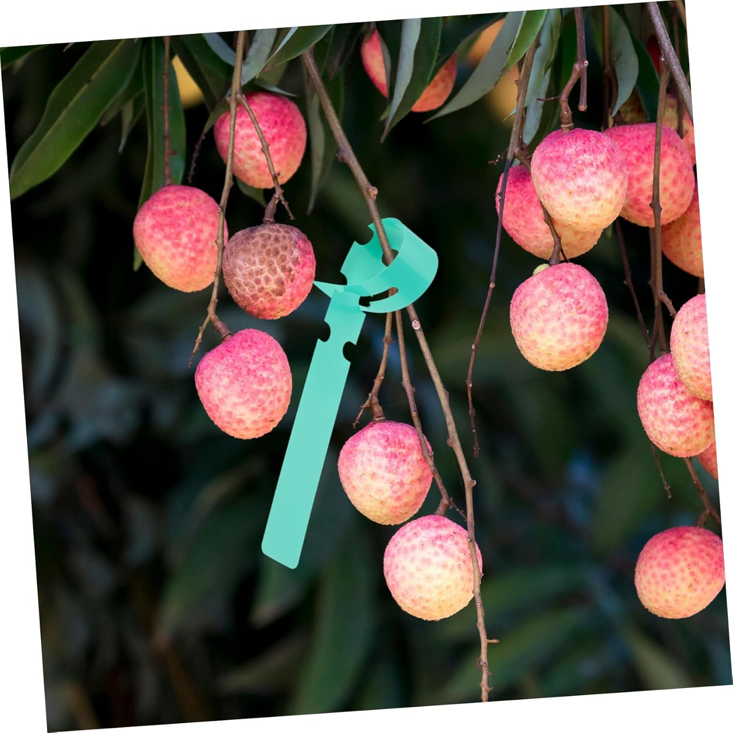 100Pcs Large Plant Tags for Garden Plastic Tree Labels Weatherproof Greenery Stakes 2X20Cm Wrap around Hanging Tags Easy to Write and Clean image number 3