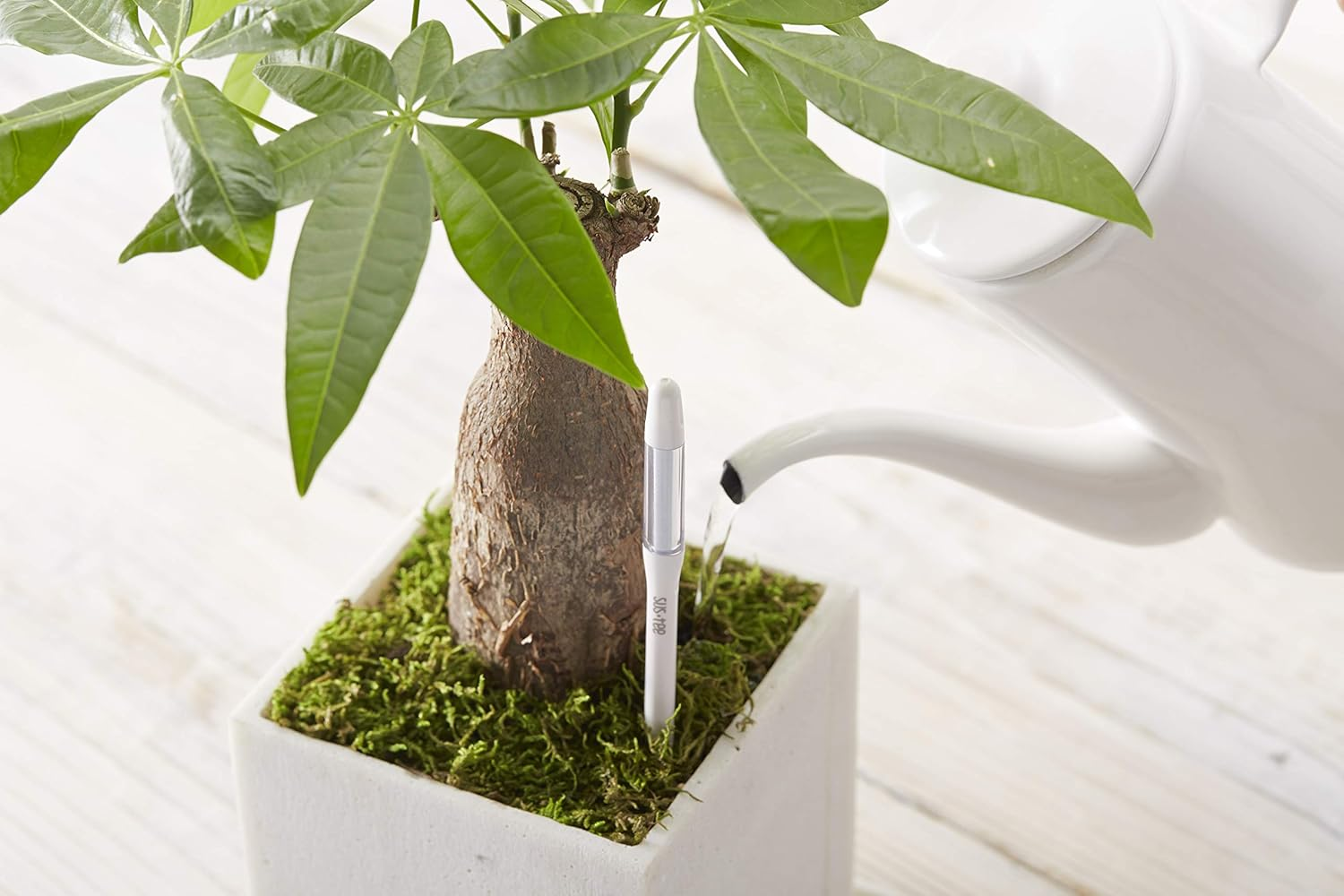 SUSTEE Aquameter (White, Medium), [Set of 6],Soil Moisture Meter,No Battery Required,[Japan Import],With English Instruction image number 6