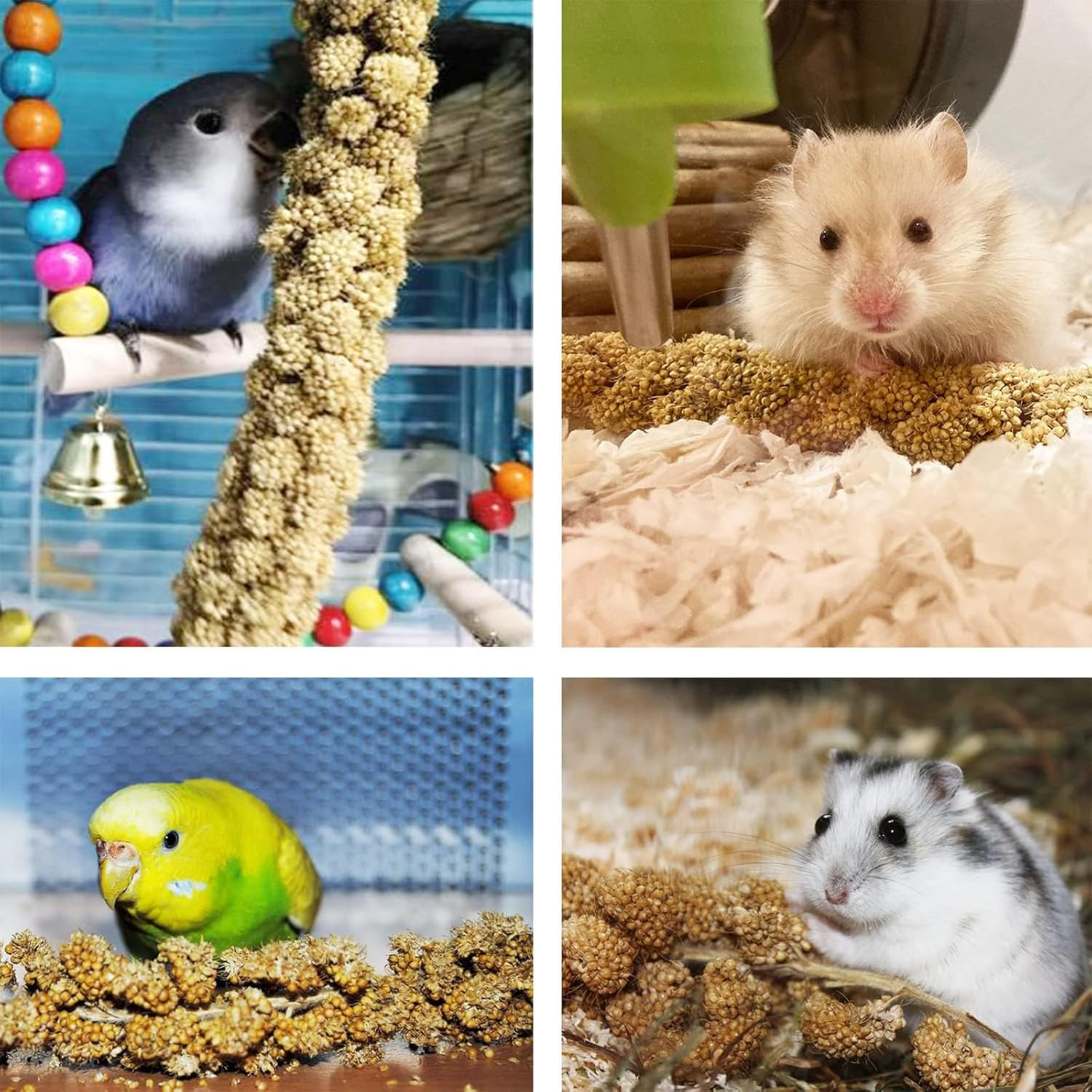 1LB Spray Millet Treat for Birds &ndash; Natural Sun-Dried Millet for Parakeets, Cockatiels, Budgies, Finches, Parrots, and Hamsters image number 4