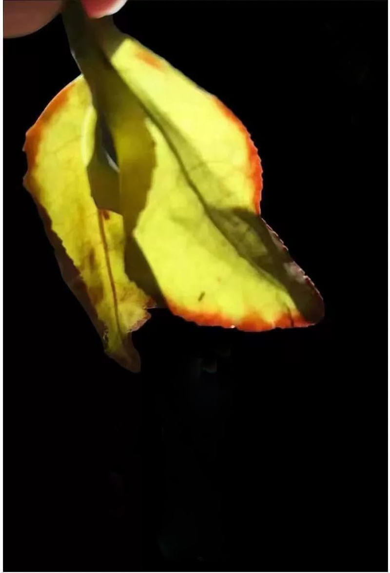 Zhangping Narcissus Oolong Tea 100G Lower Caffeine Best Chinese Oolong Loose Tea Leaves Osmanthus Jasmine Orchid Aroma Summer Winter Best Choice Drink image number 4